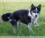 Small Siberian Husky Mix