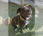 Small #6 Bullboxer Pit