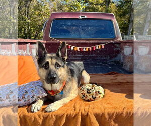 German Shepherd Dog Dogs for adoption in Spring Lake, NJ, USA