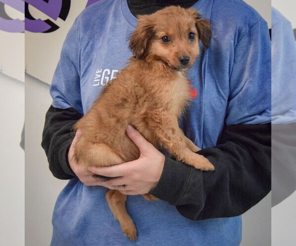 Medium Photo #2 Australian Shepherd-Unknown Mix Puppy For Sale in Huntley, IL, USA