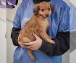 Small #1 Australian Shepherd Mix