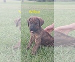 Puppy 7 Doberman Pinscher-Mastiff Mix