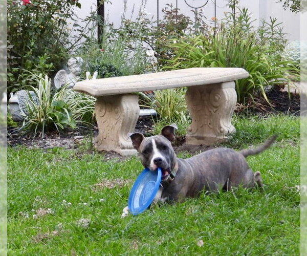 Medium Photo #9 Mutt Puppy For Sale in Mount Laurel, NJ, USA