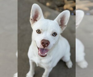 French Bulldog-Siberian Husky Mix Dogs for adoption in Chula Vista, CA, USA