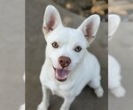 Small French Bulldog-Siberian Husky Mix