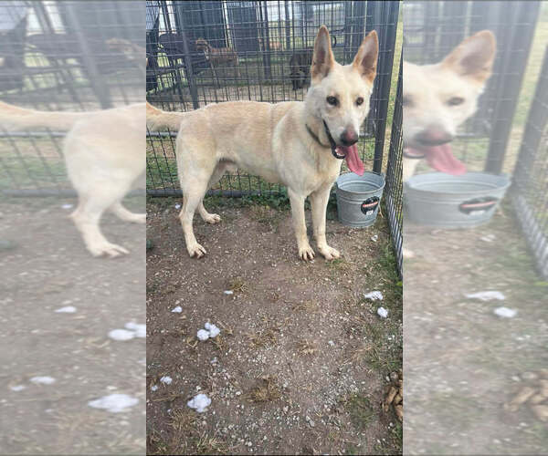 Medium Photo #6 German Shepherd Dog-Unknown Mix Puppy For Sale in Abbeville, LA, USA