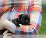 Small #2 Boerboel