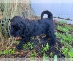 Small #2 Aussiedoodle-Labradoodle Mix