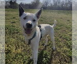 Small #1 Border Collie Mix