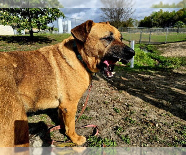 Medium Photo #2 Black Mouth Cur-Unknown Mix Puppy For Sale in Ocala, FL, USA