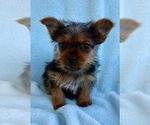 Small Yorkshire Terrier