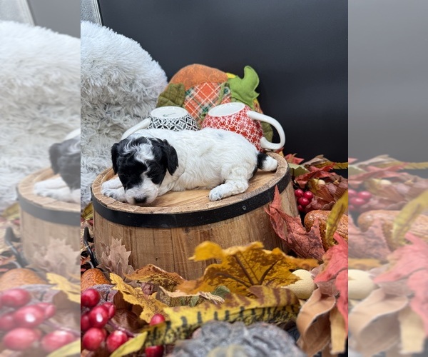 Medium Photo #7 Goldendoodle mix (+ Poodle Miniature) Puppy For Sale in HAYDEN, AL, USA