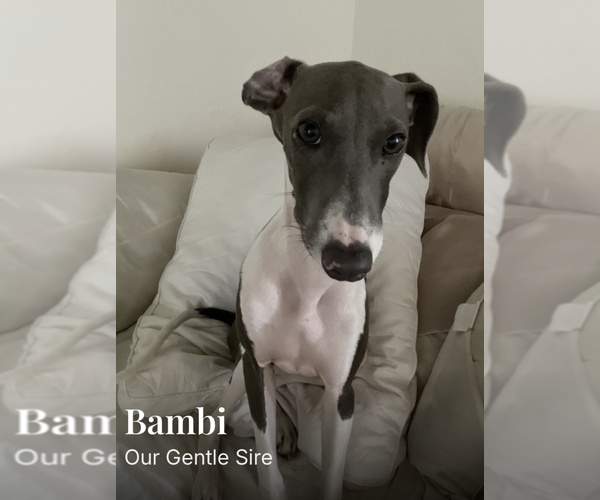 Medium Photo #1 Italian Greyhound Puppy For Sale in BEAUMONT, CA, USA