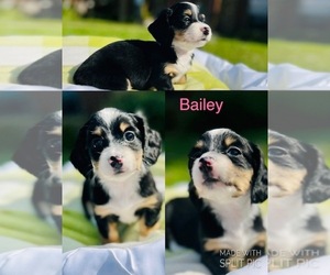 Dachshund Puppy for sale in SATSUMA, AL, USA