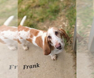 Frank - Male Basset Hound Dog for Adoption - Photo #2
