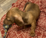 Small Photo #11 Dachshund Puppy For Sale in HOUSTON, TX, USA