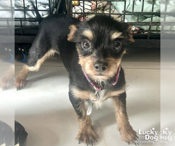 Medium Photo #2 Mutt Puppy For Sale in Washington, DC, USA