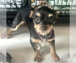 Small #1 Mutt