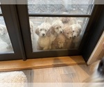 Small Photo #16 Goldendoodle Puppy For Sale in LAGUNA HILLS, CA, USA