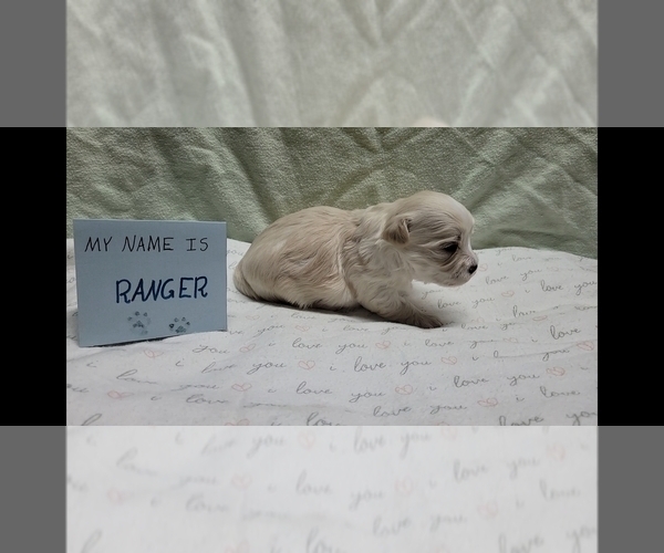 Medium Photo #14 Maltipoo (Miniature) Puppy For Sale in BROOKFIELD, MO, USA