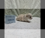 Puppy Ranger Maltipoo (Miniature)