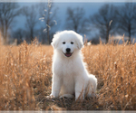 Small Photo #1 Maremma Sheepdog Puppy For Sale in CONWAY, MO, USA