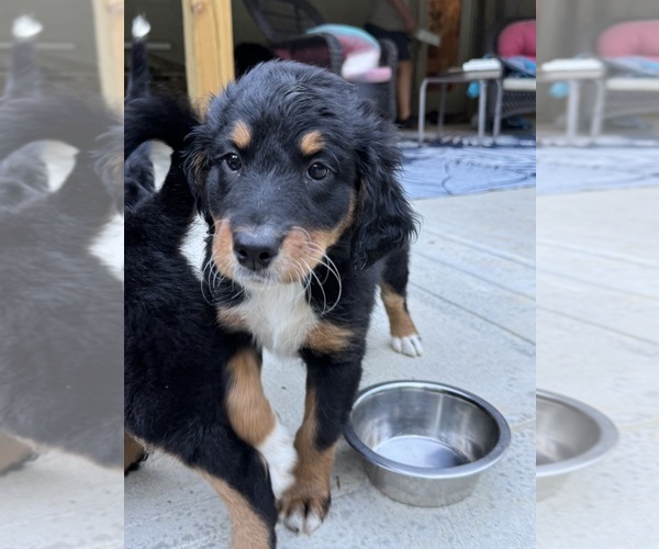 Medium Photo #21 Aussiedoodle-Bernedoodle Mix Puppy For Sale in LOGAN, OH, USA