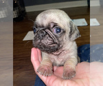 Small Photo #14 Pug Puppy For Sale in FALMOUTH, VA, USA