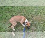 Small Photo #14 Shollie Puppy For Sale in Sebec, ME, USA
