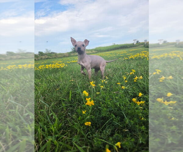 Medium Photo #3 American Hairless Terrier Puppy For Sale in MEDFORD, MA, USA