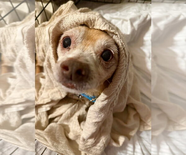 Medium Photo #3 Chihuahua-Unknown Mix Puppy For Sale in New London, WI, USA