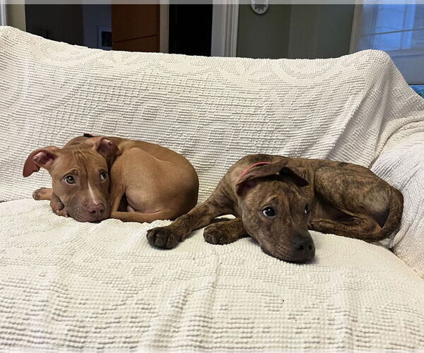 Medium Photo #6 Mutt Puppy For Sale in Philadelphia, PA, USA