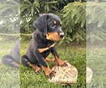 Small #1 Rottweiler