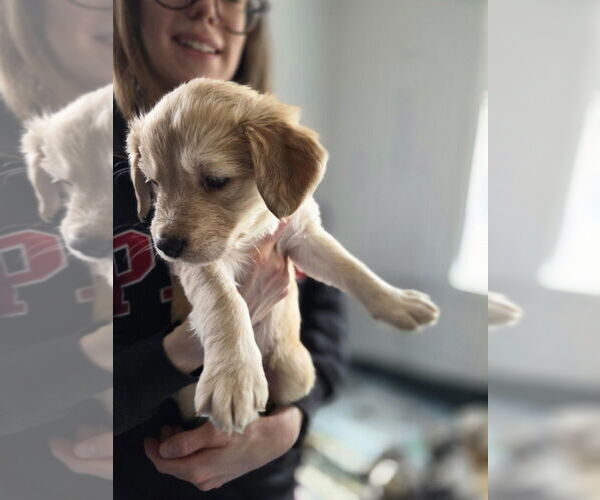 Medium Photo #2 Australian Shepherd-Catahoula Leopard Dog Mix Puppy For Sale in Aurora, IN, USA
