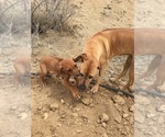 Small Photo #116 Rhodesian Ridgeback Puppy For Sale in MORONGO VALLEY, CA, USA