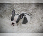 Small Photo #2 French Bulldog Puppy For Sale in HOLMEN, WI, USA