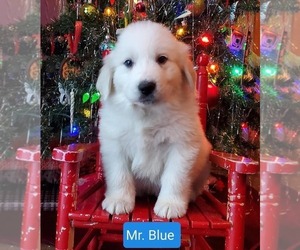 Great Pyrenees Puppy for sale in SIOUX CENTER, IA, USA
