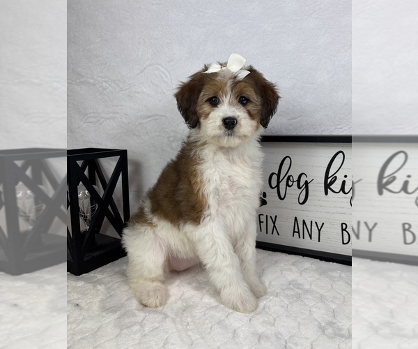 Medium Photo #3 Bernedoodle (Miniature) Puppy For Sale in GREENFIELD, IN, USA