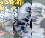 Small #2 Miniature Australian Shepherd