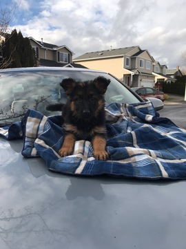 Medium Photo #2 German Shepherd Dog Puppy For Sale in TROUTDALE, OR, USA
