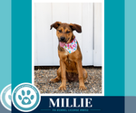 Small #1 Mutt