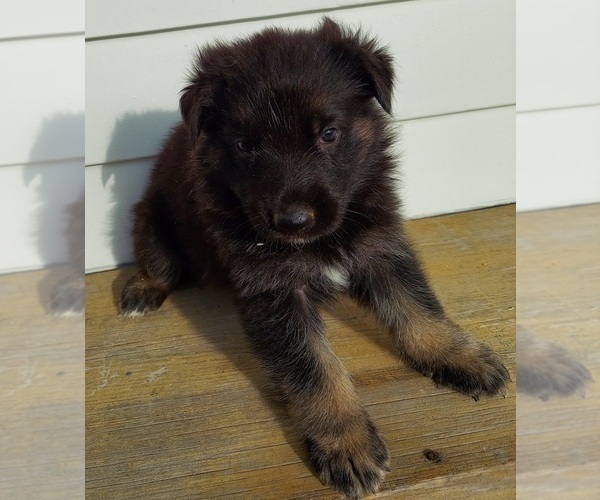 Medium Photo #9 German Shepherd Dog Puppy For Sale in EOLIA, MO, USA