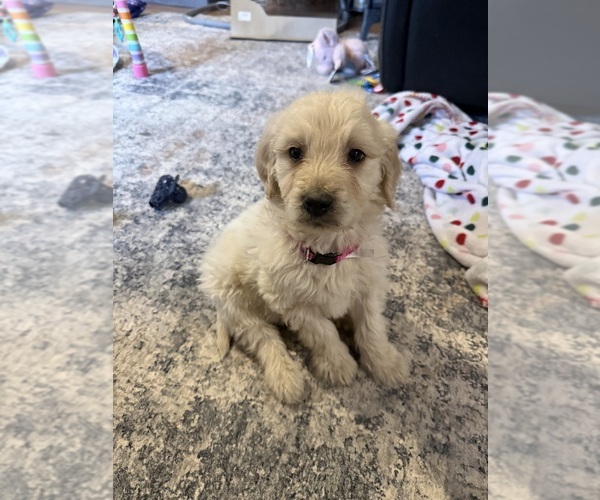 Medium Photo #1 Goldendoodle Puppy For Sale in GROVE CITY, PA, USA