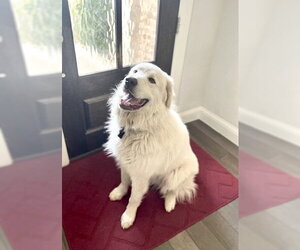 Drake - Male Great Pyrenees Dog for Adoption - Photo #2