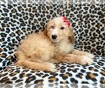 Small #15 Goldendoodle