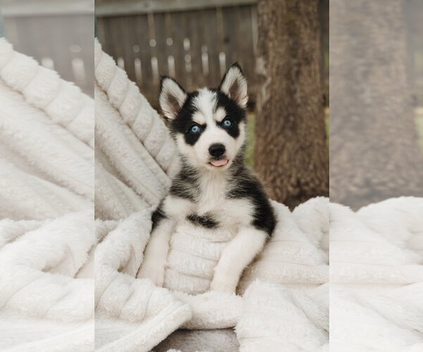 Medium Photo #2 Siberian Husky Puppy For Sale in Carrollton, TX, USA
