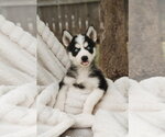 Small #1 Siberian Husky