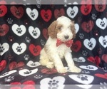 Small #6 Cavapoo
