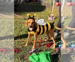 Small Photo #1  Puppy For Sale in , 