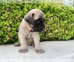 Small Photo #8 Mastiff Puppy For Sale in HOCKLEY, TX, USA